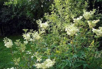 Meadowsweet - gyógyszerek, hasznos tulajdonságok és ellenjavallatok meadowsweet