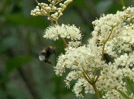 Meadowsweet -, proprietăți și contraindicații utile medicinale cretusca