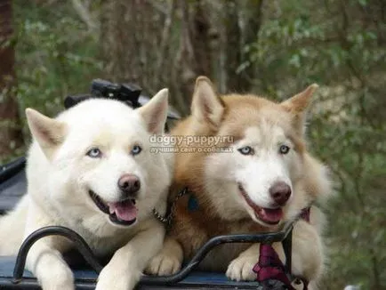 Husky fajta leírás, kép és az ár - fauna