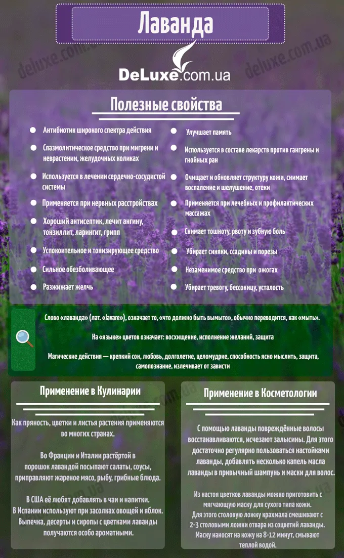 Lavender - ingatlan és használata a főzés, az orvostudomány és a kozmetikai