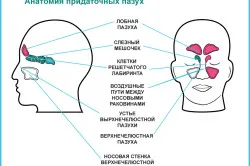 Лечение на синузит дафинов лист