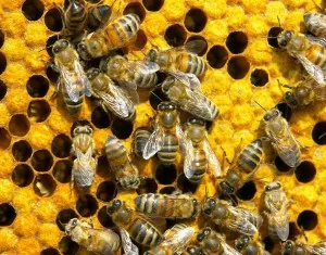 Prosztatagyulladás csípése méhek - egyszerűen és hatékonyan!