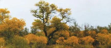 Legendás turanga fa - a fa az ország Turan legenda · · Kazakhstanika portál „történet