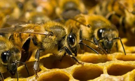 Prosztatagyulladás méhek leírás, módszerek, jellemzők