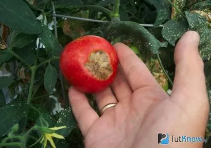 Tratamentul și prevenirea bolilor de tomate