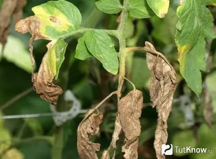 Tratamentul și prevenirea bolilor de tomate