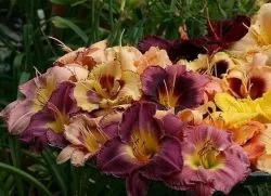 Daylily - plantarea și îngrijirea în câmp deschis