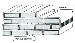 Липидна бариера на агенти на кожата и почистване - офис козметика