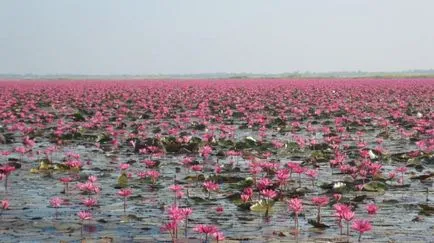 Lotus - simbolul Thailandei