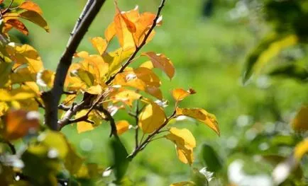 A levelek körte miért göndör, sárgák, borított narancs, sárga foltok, pirulás, száraz