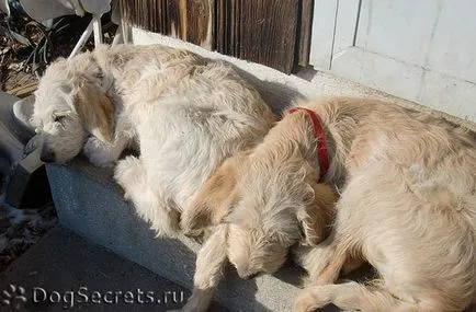 Лайшманиозата в кучета симптоми, лечение, снимки