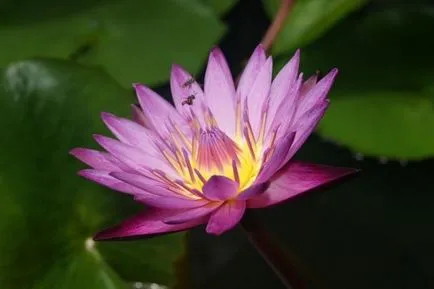 Lotus - символът на Тайланд