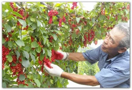 Schisandra (Orientul Îndepărtat)