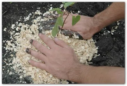 Schisandra (Orientul Îndepărtat)