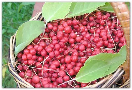 Schisandra (Orientul Îndepărtat)