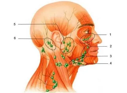 Ganglionii limfatici de pe fata (ganglionii limfatici faciale) Locul de amplasare