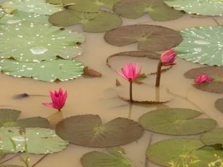 Lotus - simbolul Thailandei