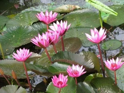 Lotus - simbolul Thailandei