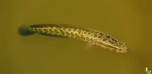 Улавянето snakehead 1