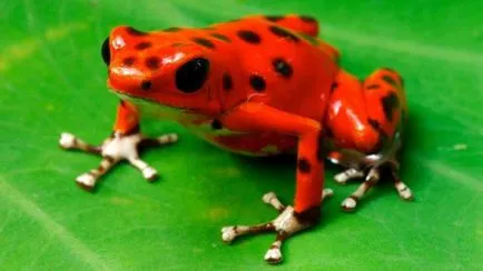 broaște DART Frog - Frumusete periculoase