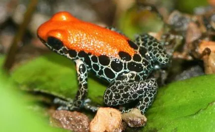 broaște DART Frog - Frumusete periculoase