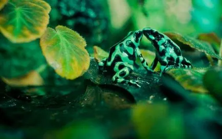 broaște DART Frog - Frumusete periculoase