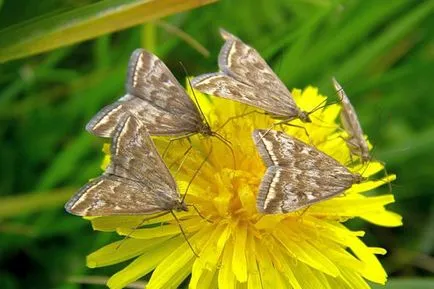 Meadow молец опасен вредител галено нарича