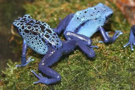 broaște DART Frog - Frumusete periculoase