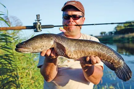 Залавя жаба snakehead в Казахстан и в крайбрежните райони, справяне