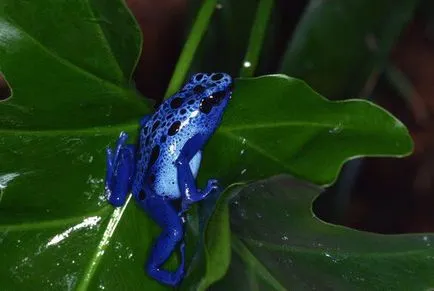 broaște DART Frog - Frumusete periculoase