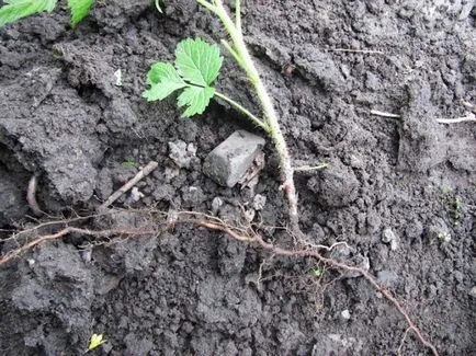 A legjobb időt a transzplantációs málna, szakértői vélemények