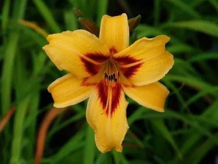 Предпочитани daylily цъфтеж не са