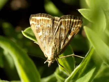 Meadow молец опасен вредител галено нарича