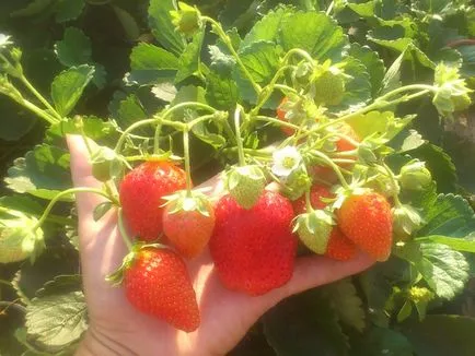 Cele mai bune soiuri de căpșuni pentru Urali
