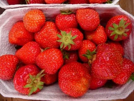 Cele mai bune soiuri de căpșuni pentru Urali