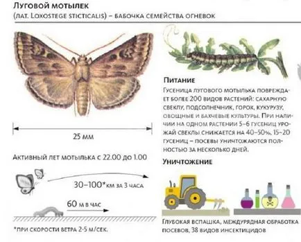 Meadow молец опасен вредител галено нарича