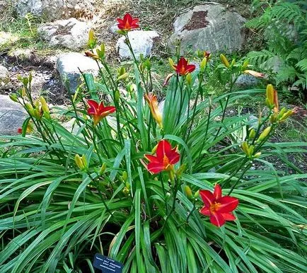 flori daylily preferate nu sunt