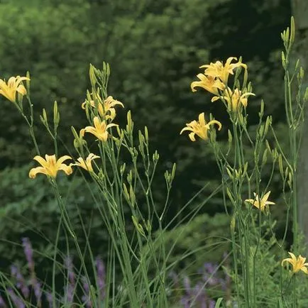 flori daylily preferate nu sunt