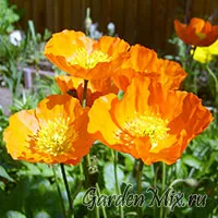 Мак (Papaver), градински цветя