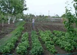 Як поливати полуницю під час цвітіння (поливати) Як поливати полуницю під час цвітіння