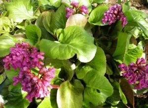 Як посадити і доглядати за баданом (бадан посадка і догляд) Як посадити і доглядати за баданом
