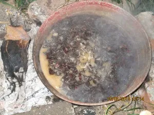 Як підготувати кору для орхідей, кімнатні квіти (як підготувати кору для орхідей) Як підготувати кору для орхідей, кімнатні квіти
