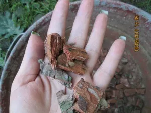Як підготувати кору для орхідей, кімнатні квіти (підготувати кору орхідей) Як підготувати кору для орхідей, кімнатні квіти