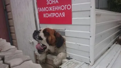 Як побудувати курник в теплиці з полікарбонату для зими і літа (курник) Як побудувати курник в теплиці з полікарбонату для зими і літа