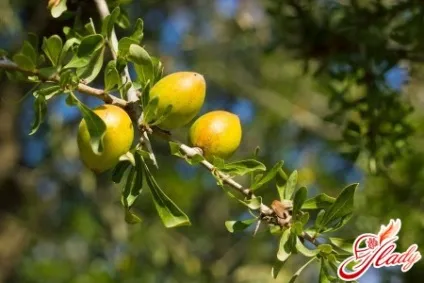 Як користуватися аргановою олією для волосся (аргановою) Як користуватися аргановою олією для волосся