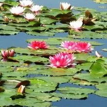 Водні рослини для штучного ставка фото водної лілії латаття німфеї, її посадка і догляд (фото) Водні рослини для штучного ставка фото водної лілії латаття німфеї, її посадка і догляд