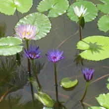 Водні рослини для штучного ставка фото водної лілії латаття німфеї, її посадка і догляд (фото) Водні рослини для штучного ставка фото водної лілії латаття німфеї, її посадка і догляд