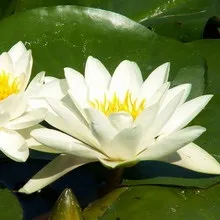 Водні рослини для штучного ставка фото водної лілії латаття німфеї, її посадка і догляд (штучного) Водні рослини для штучного ставка фото водної лілії латаття німфеї, її посадка і догляд