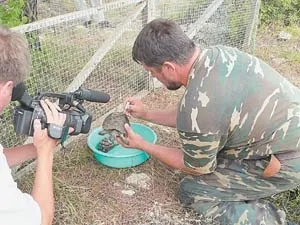 Увага, черепаха, наука і життя (архів) Увага, черепаха, наука і життя