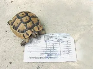 Увага, черепаха, наука і життя (науково-популярний) Увага, черепаха, наука і життя